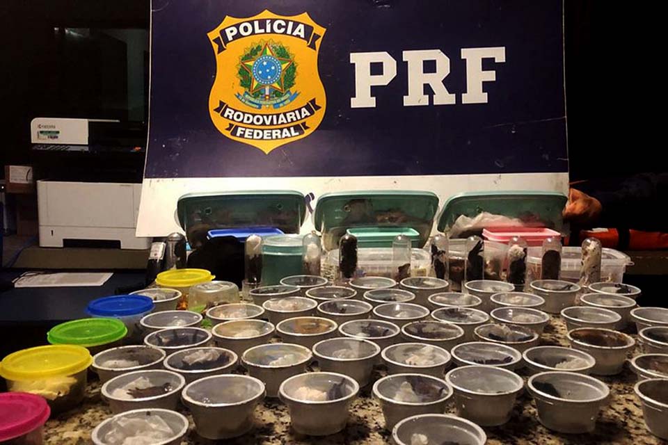 PRF prende traficante internacional russo de animais silvestres