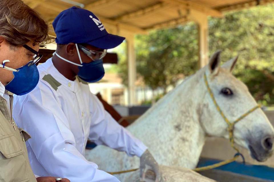 Soros produzidos por cavalos têm anticorpos potentes para covid-19