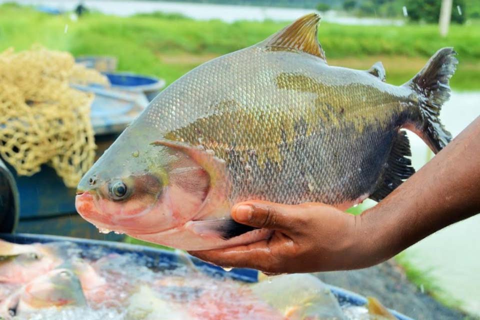 Município é o terceiro maior produtor de peixe do país, aponta revista sobre piscicultura