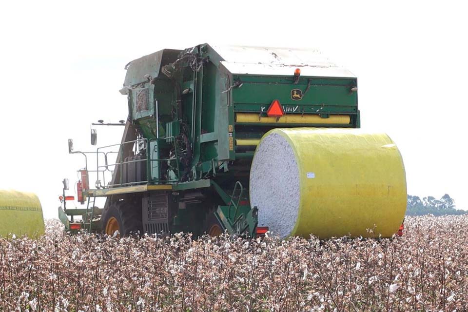 Monitoramento é reforçado para o combate de praga que atinge a produção de algodão em Rondônia