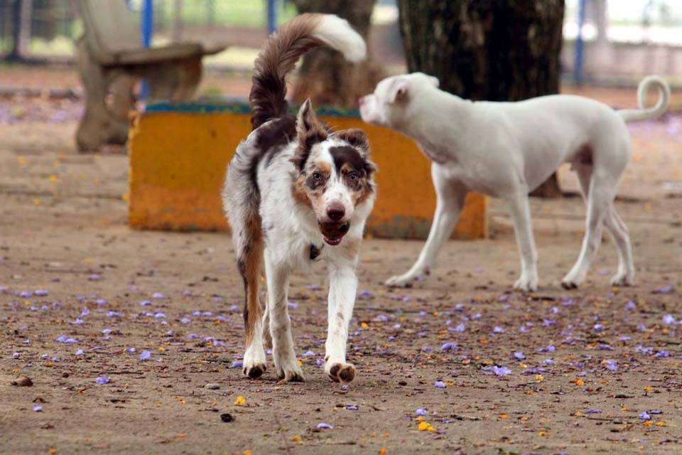 Governo suspende oito lotes de vacina animal contra Leishmaniose