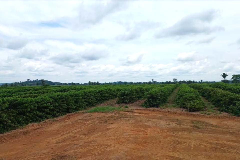 Semaic de Ariquemes atende produtor rural com abertura de espaço para secagem da safra de café