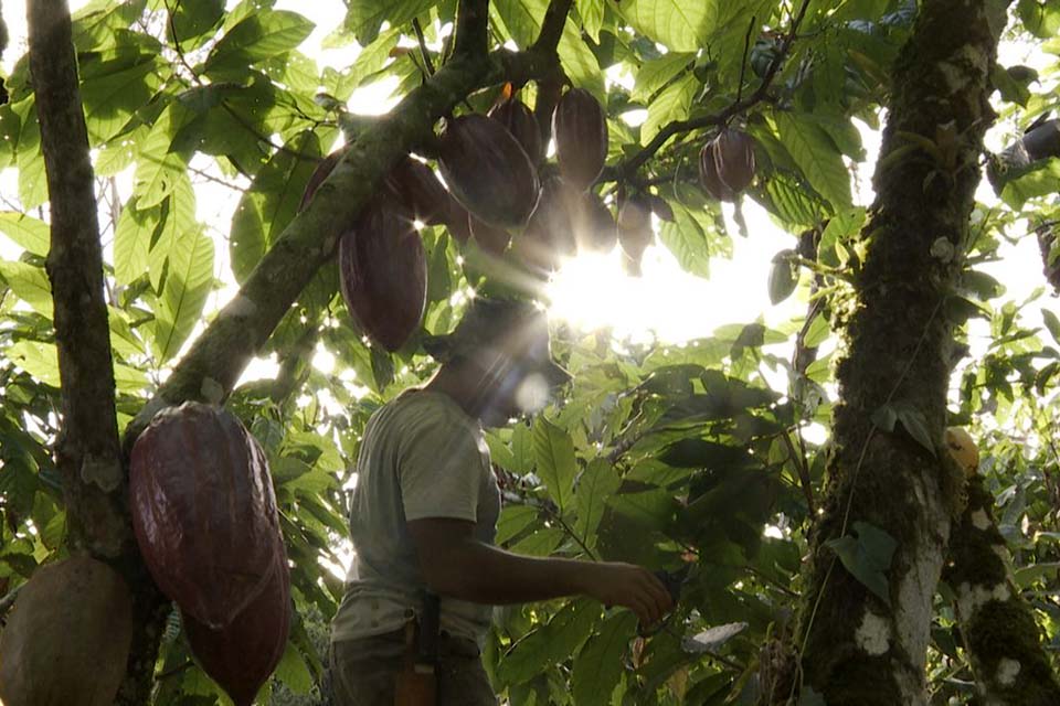 História do cacau produzido na Bahia é tema do Caminhos da Reportagem