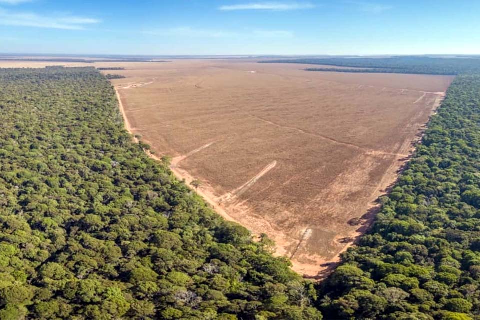 Ameaça na Amazônia: Plataforma indica 8,9 mil km² sob risco de desmatamento até 24; Rondônia é ponto crítico