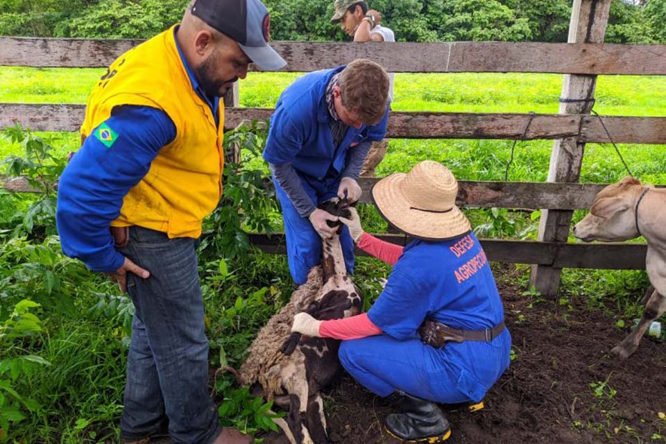 Servidores da Idaron dão apoio ao serviço veterinário oficial da Bolívia e vacinam rebanhos contra a raiva dos herbívoros