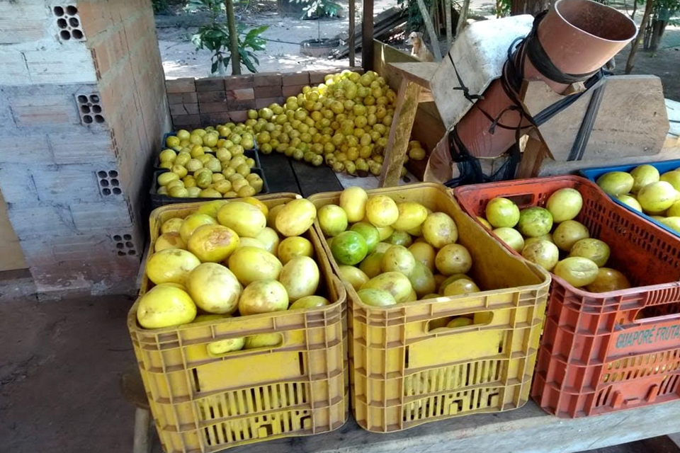 Município de Castanheiras se destaca na produção de maracujá