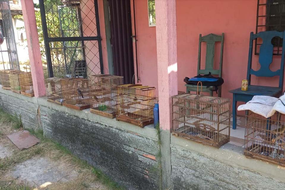 Polícia Militar Ambiental apreende pássaros sem anilhas de identificação