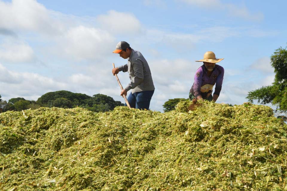 Variedades especiais de capim melhoram o desempenho da produtividade na bovinocultura de Rondônia