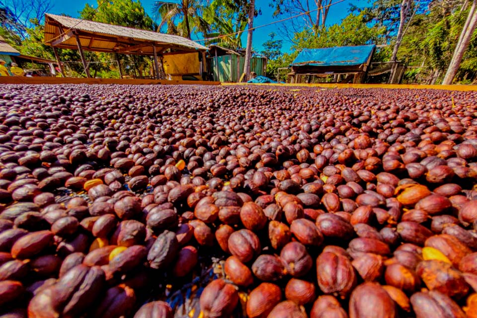 Conab estima queda na produção de café com 51,8 milhões de sacas