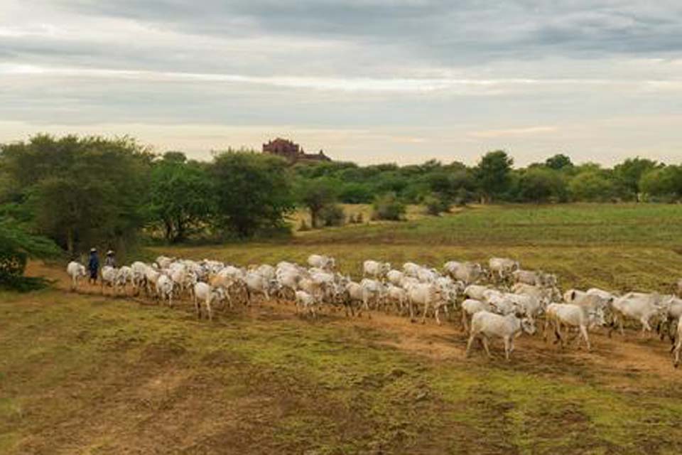 Transição para produção sustentável na agropecuária brasileira já começou, diz coordenador do Mapa