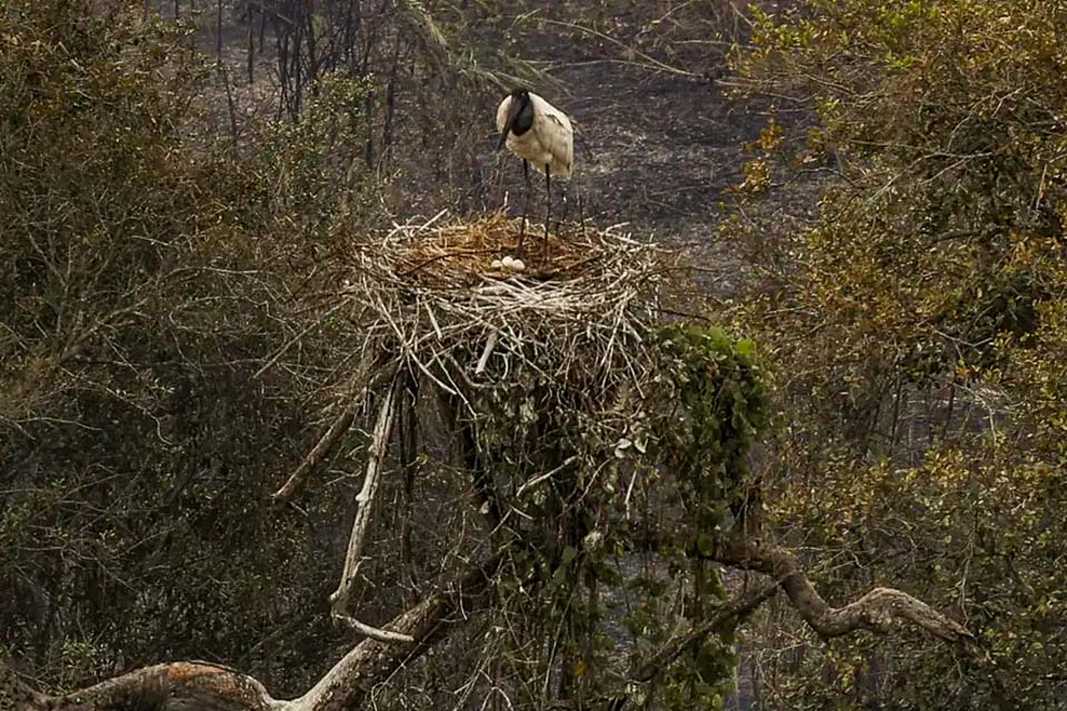 Biólogos tentam salvar fauna ameaçada pelo fogo no Pantanal