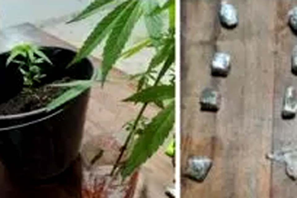 Dupla que cultivava maconha e vendia drogas em bar é presa