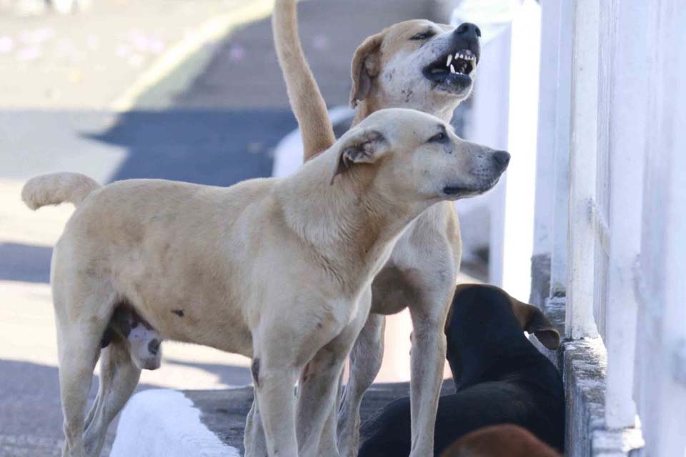 Campanha antirrábica é intensificada e tem como meta a vacinação de 80% dos cães e gatos em Rondônia