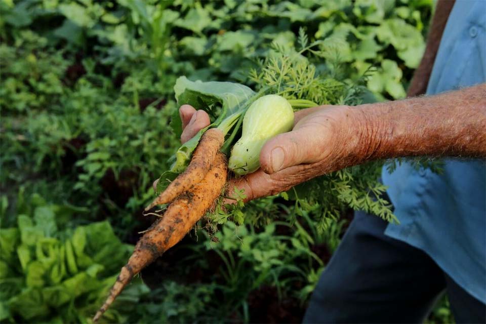 Crises ligadas à guerras e catástrofes climáticas ameaçam alimentação mundial 