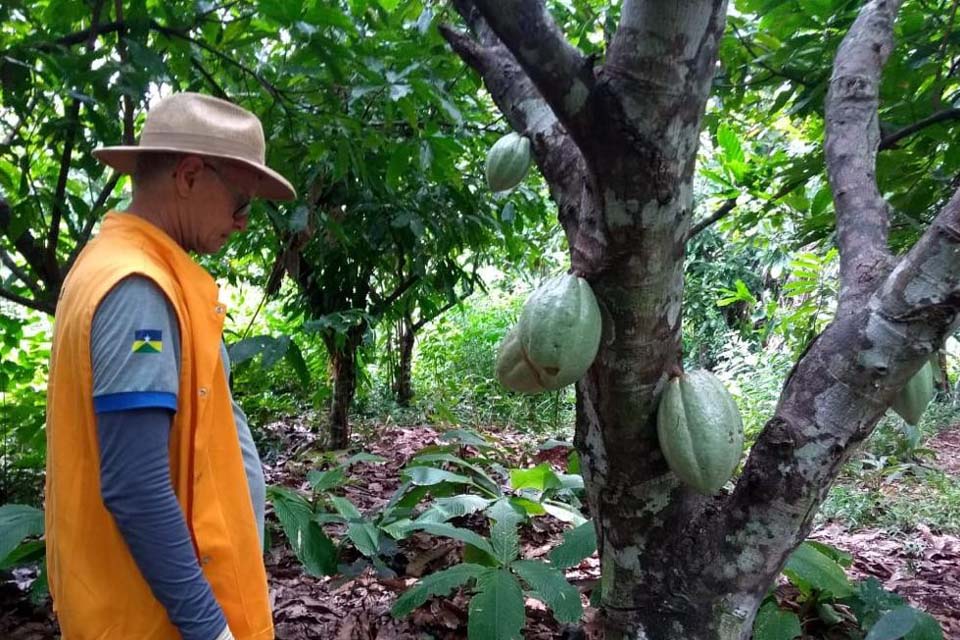 Trabalho da Idaron confirma ausência da monilíase do cacaueiro em Rondônia; doença de relevante impacto econômico