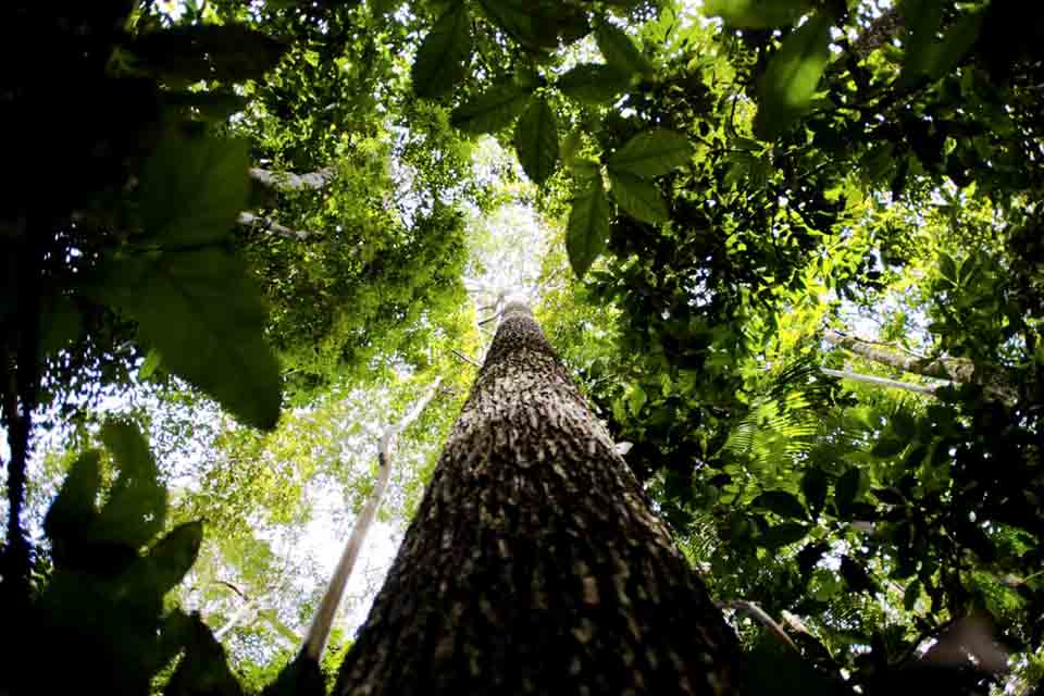 Amazônia terá sistema de dados sobre gases de efeito estufa