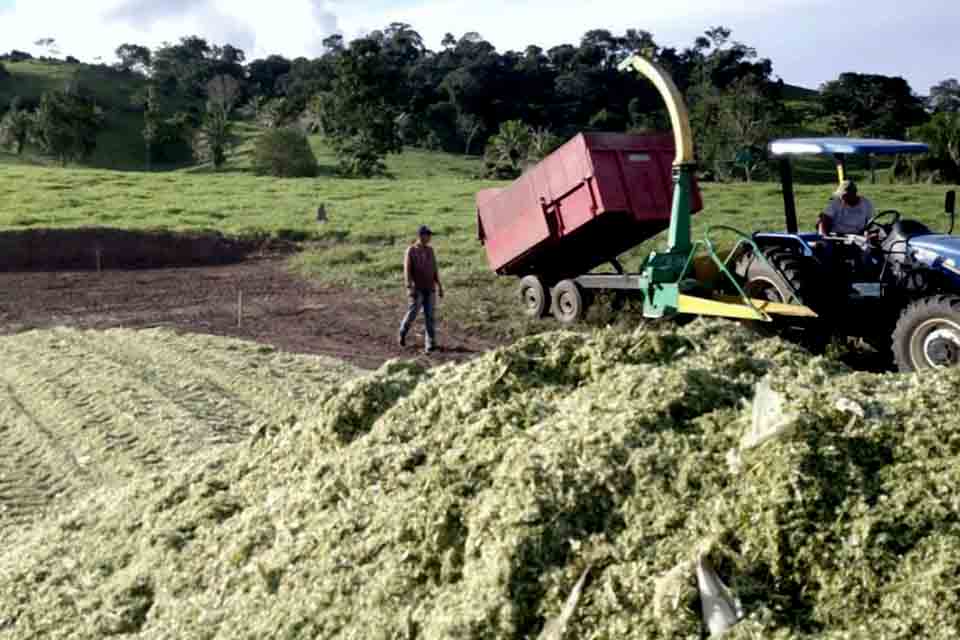 Silagem reforça alimentação do gado e evita quedas na produção de leite durante a estiagem, em Rondônia