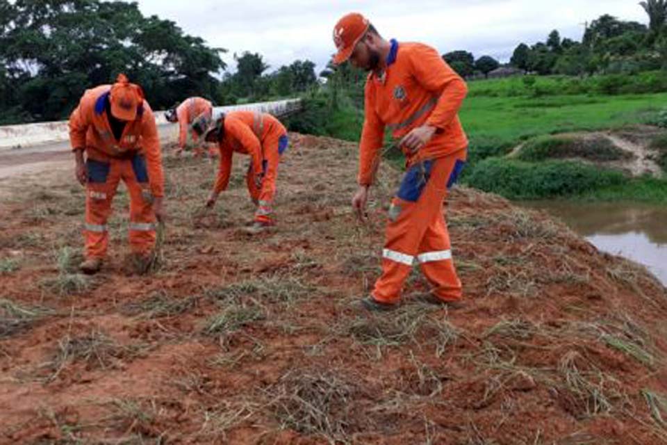 Capim Quicuio é plantado nos aterros em rodovias para conter erosão causada pela chuva