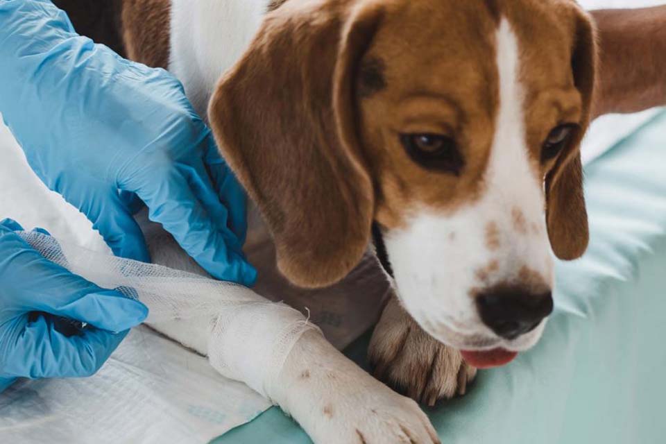 Castração gratuita de animais começa nos próximos dias em Vilhena