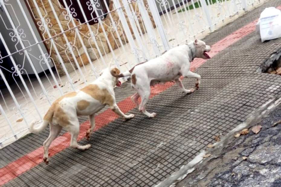 Sargento da PM dispara contra pit bulls e tem arma recolhida