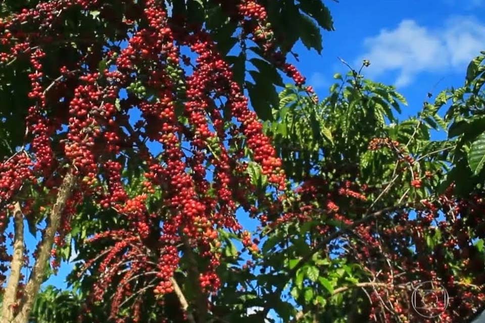 Cafeicultora de Rondônia conquista o 1º lugar no Coffee of The Year 2020