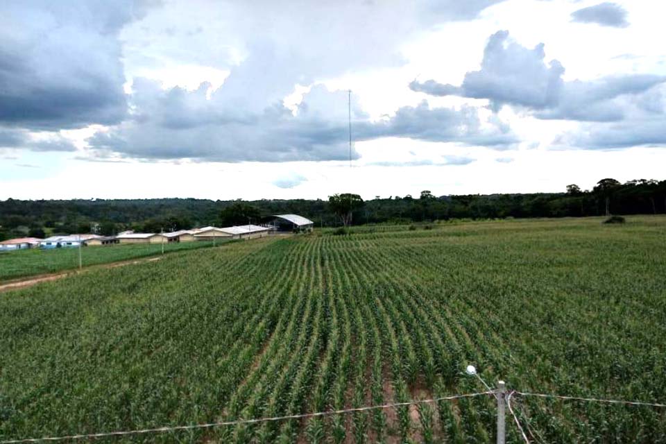 Alunos do Centro Abaitará aprendem técnicas de produção de silagem para alimentar gado leiteiro