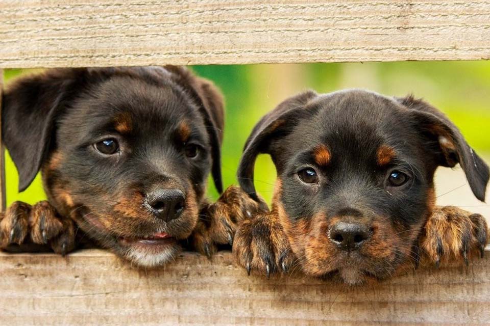 IV Feira de adoção de cães e gatos no município acontece neste sábado (05)