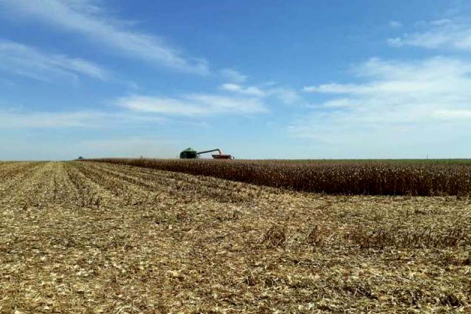 Por problemas climáticos, produtores rurais esperam queda na produtividade do milho 