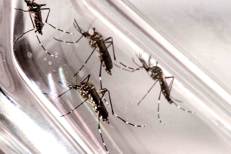 Dia D mobiliza população contra dengue neste sábado