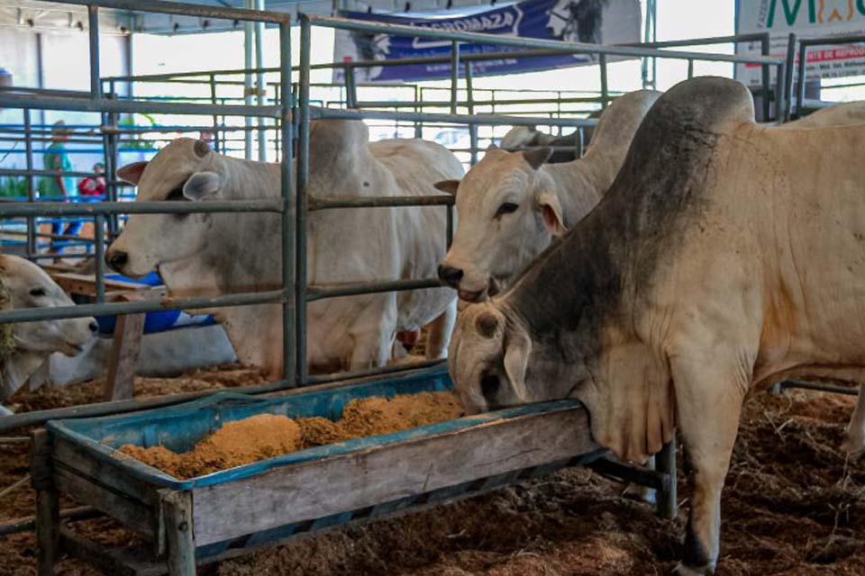 Prazo para declaração de rebanhos encerra nesta sexta-feira, 31