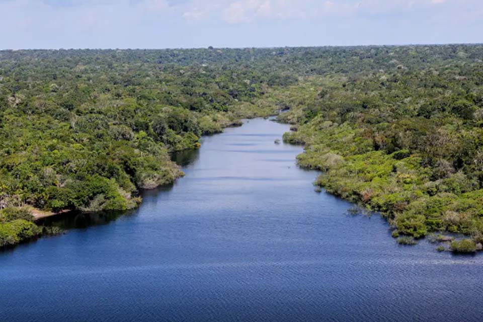 Sociedade civil aposta em parcerias para recuperação florestal no país