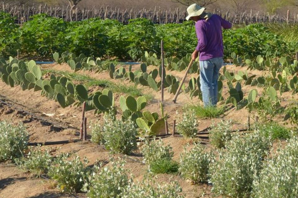 CMN facilita renegociação de dívidas de produtores rurais