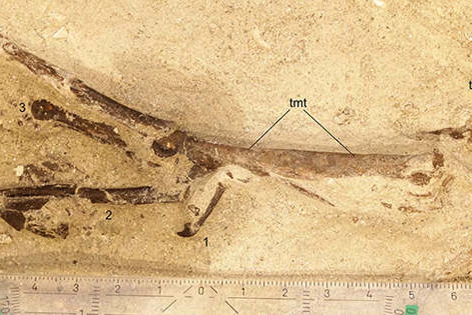 Fósseis de ave pré-histórica inédita são descobertos na Alemanha