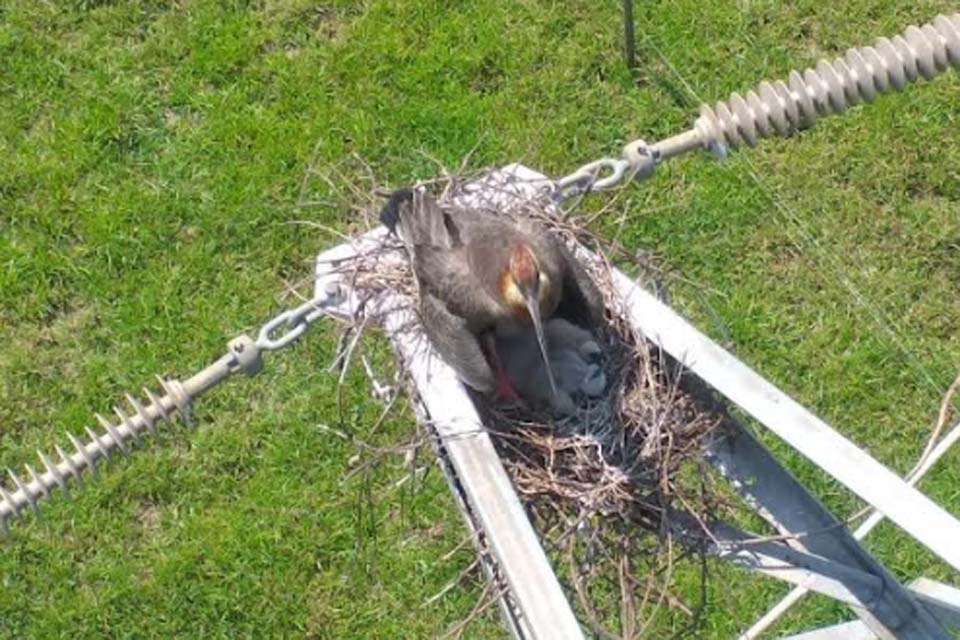 Família de pássaro Curicaca faz ninho em torre de energia de 32 metros de altura 