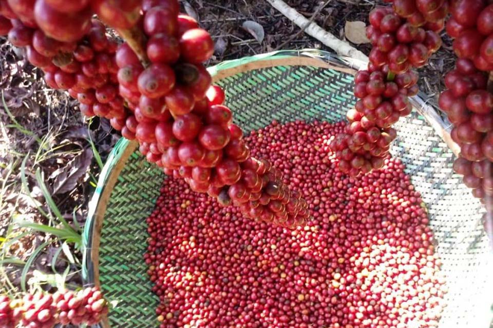 7º Concurso de Qualidade e Sustentabilidade do Café de Rondônia – CONCAFÉ