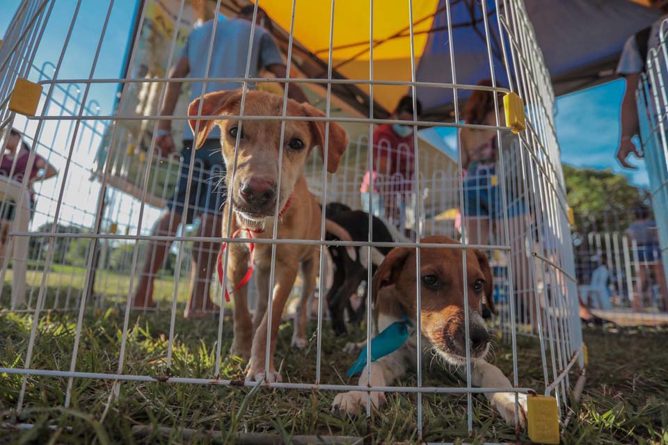 Feira de adoção de cães e gatos acontece no próximo sábado (25)