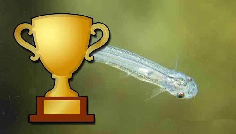 Povo de Rondônia recebe prêmio banhado a ouro de tolo: o ‘Candiru de Pirita – Ridiculous Quality'