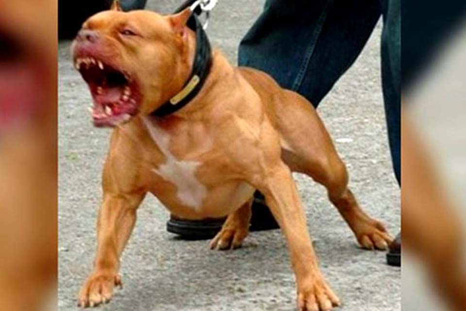 Sargento da PM mata pit bull usando apenas as próprias mãos; dono do animal que atacava pessoas acaba preso