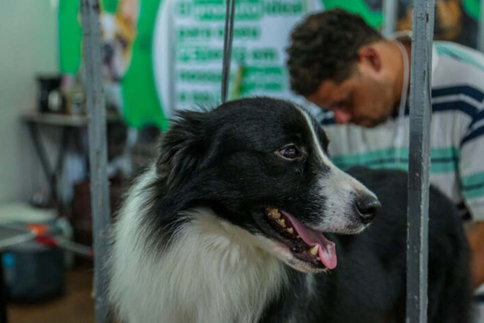 “Dia ‘D’ da Vacinação Contra Raiva de Cães e Gatos” em Porto Velho acontece neste sábado, 30