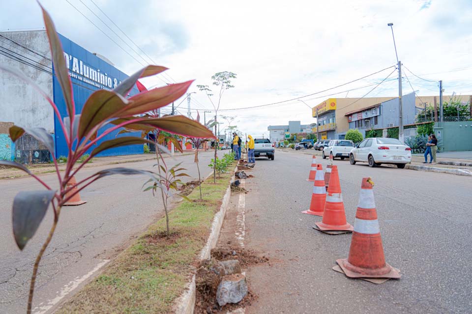 Programa Arboriza Porto Velho chega à avenida José Vieira Caúla