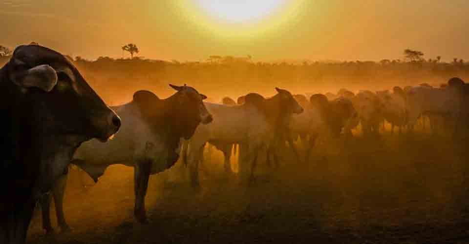  Valor Bruto da Produção Agropecuária em Rondônia  sobe para R$ 18,3 bilhões durante a pandemia