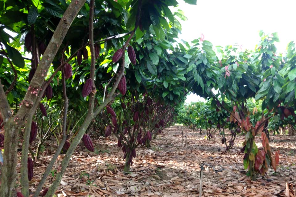 Dia de Campo sobre Cacau Clonal será na próxima quinta-feira (28)  na linha 184