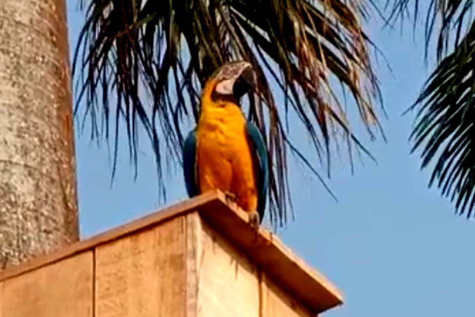 Projeto ambiental mantém araras na área urbana do município e aves viram atração turística