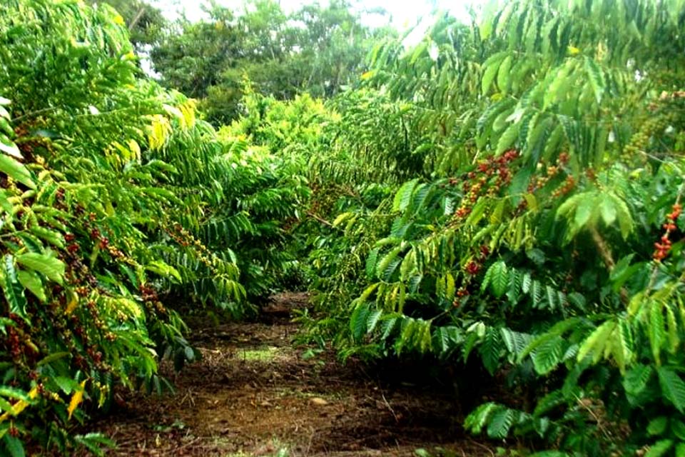 Governo investe em novas pastagens, café e cacau clonais para alavancar o setor produtivo da região