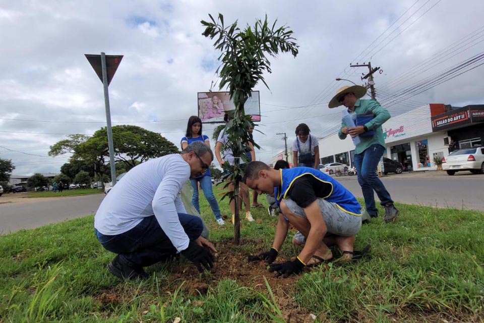 Prefeitura faz plantio de 500 mudas de palmeiras nos canteiros da Avenida Tancredo Neves.