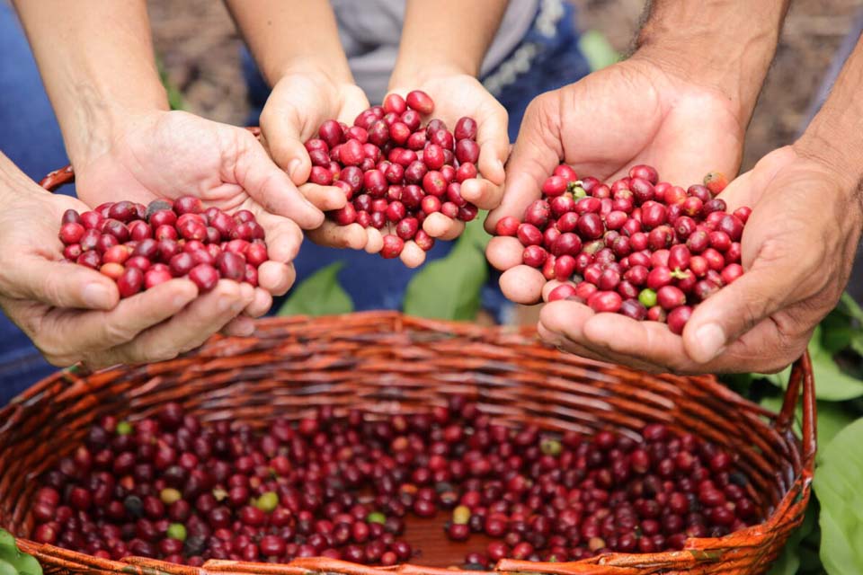 Produção de café em Rondônia tem aumento de 24,1% entre 2021 e 2022; de 162 mil toneladas para 201 mil toneladas