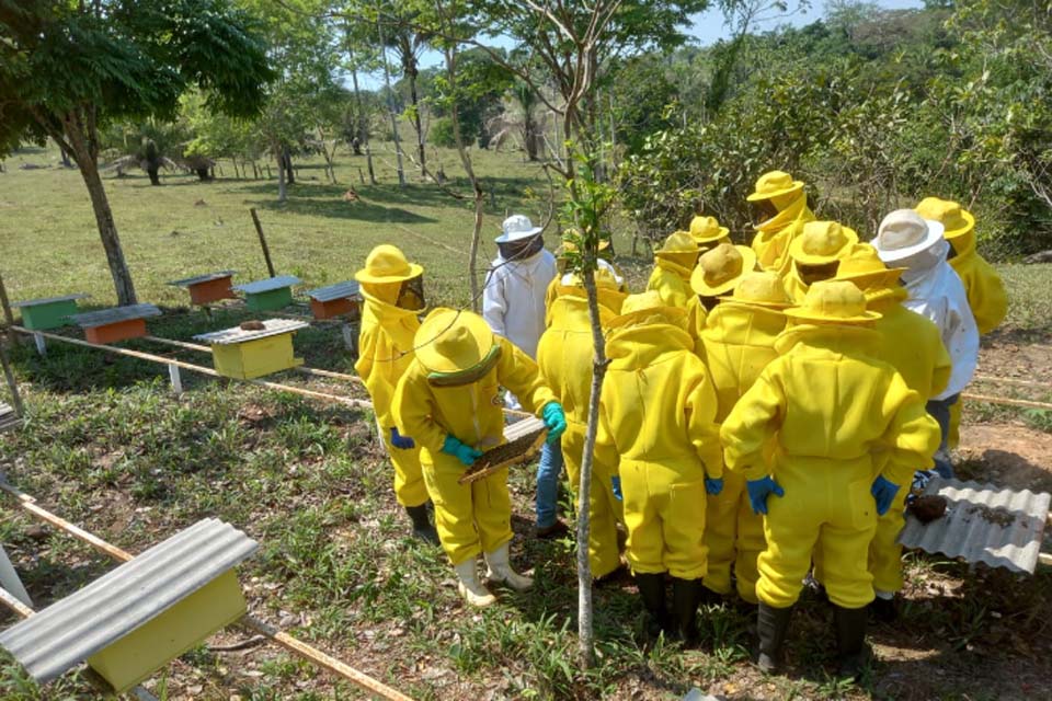 Sancionada a lei que regulamenta a criação de abelhas sem ferrão na área urbana de Porto Velho