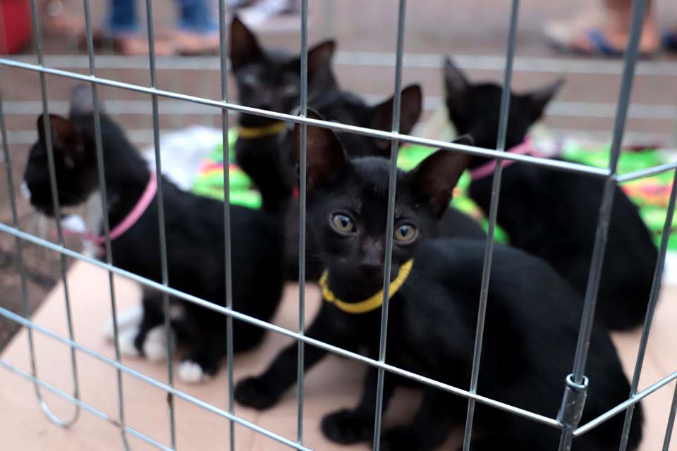 Skate Park será sede da 4ª feira de adoção de cães e gatos no dia 5 de novembro