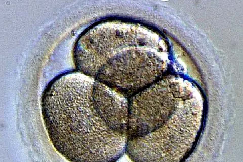 Cientistas garantem ter criado primeiro embrião sintético usando células-tronco