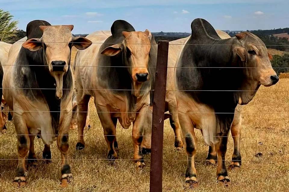 Município segue pela quarta semana consecutiva com o arroba mais baixo do estado